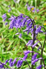 Bluebell