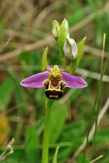 Bee Orchid